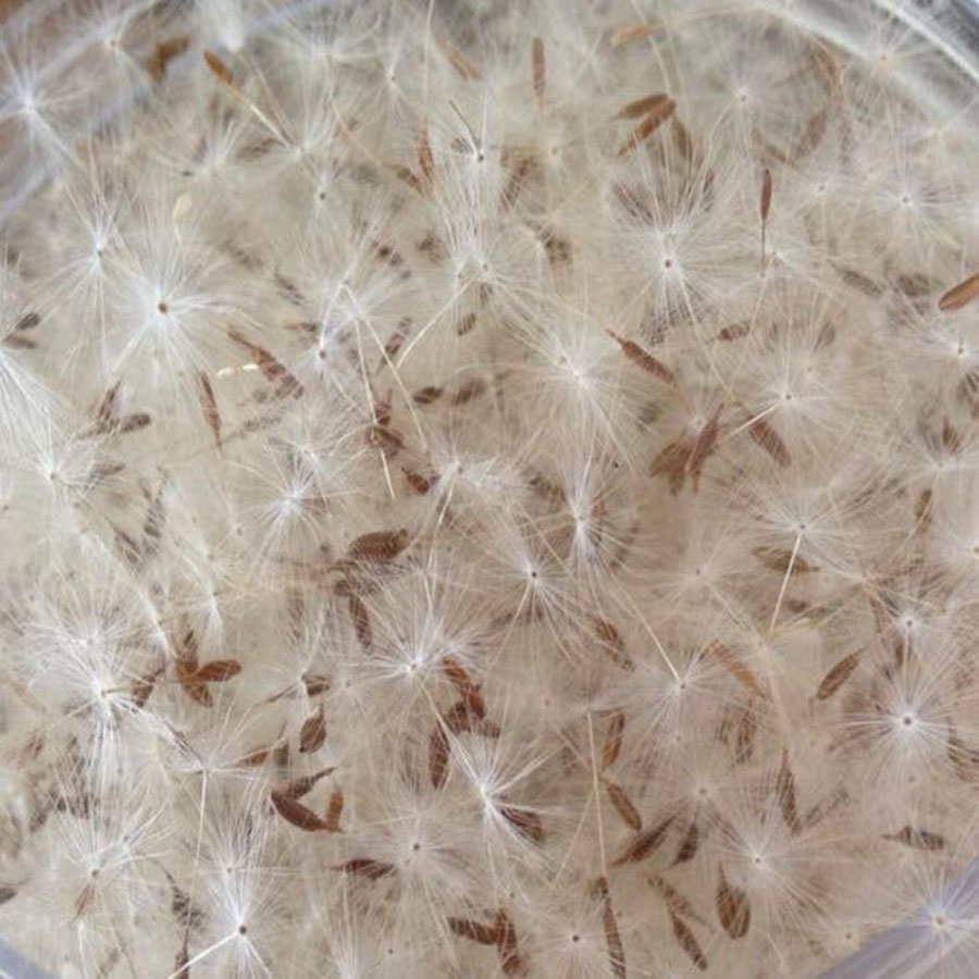 100pcs Mini White Dried Dandel - огляд і ціна Resin Art Baby