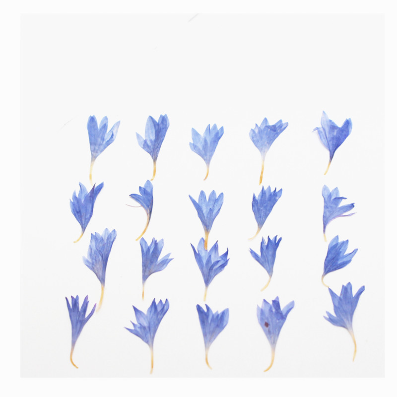 60pcs Mini Pressed Dried Flowe - огляд і ціна Resin Art Equipment